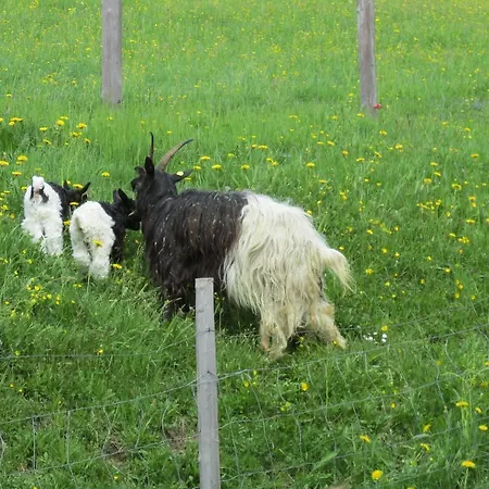 Zum Roessl רמסאו אם דכשטיין