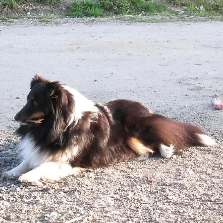 Zum Roessl דירה רמסאו אם דכשטיין