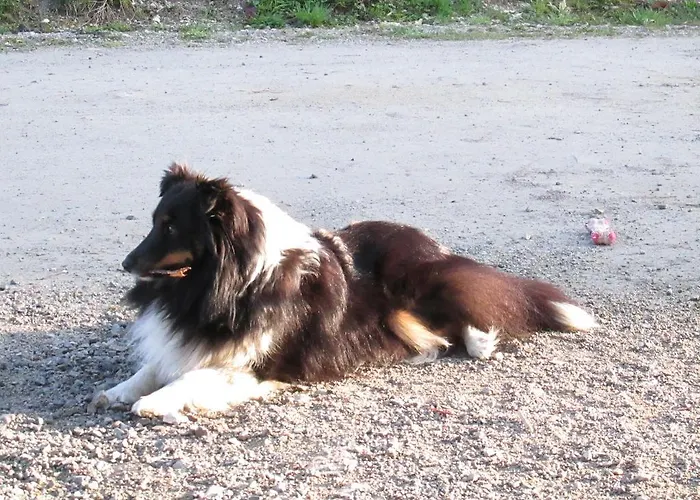 Zum Roessl Apartamento Ramsau am Dachstein